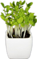 hydroponic