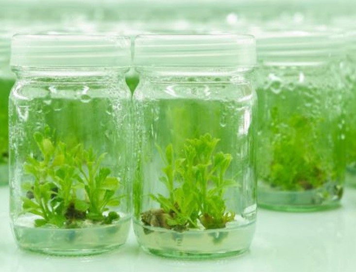 hydroponic