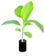hydroponic